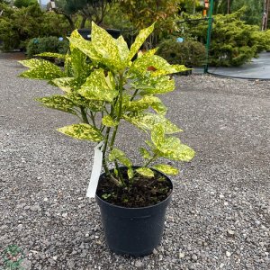 Aukuba japonská (Aucuba Japonica) ´CROTONIFOLIA GOLD´ - výška: 30-50 cm, kont. C5L